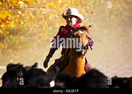 USA, Wyoming, Shell, Young Buckaroo Herding Cattle (MR) Stock Photo