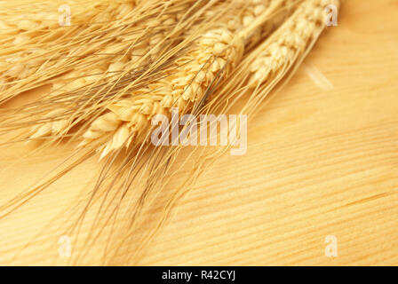 Ears of Wheat Stock Photo