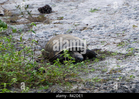 Gopher Tortoise (Gopherus polyphemus) at High Ridge Scrub Natural Area ...