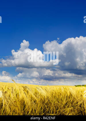 Agrarian field in the summer day. Stock Photo