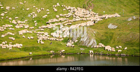 Herd of sheep in the mountains Stock Photo