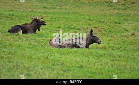 elchfamilie (alces alces) with five month old twins Stock Photo