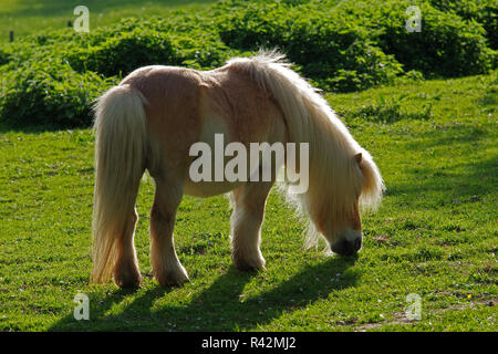 shetland pony in backlight Stock Photo