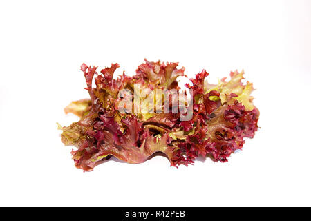 Lolo rosso or coral lettuce isolated on the white background. Stock Photo