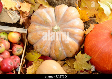 several apples and three pumpkins on autumn leaves Stock Photo