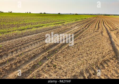 Agriculture Stock Photo