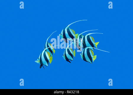 shoal of bannerfishes in tropical sea, underwater Stock Photo