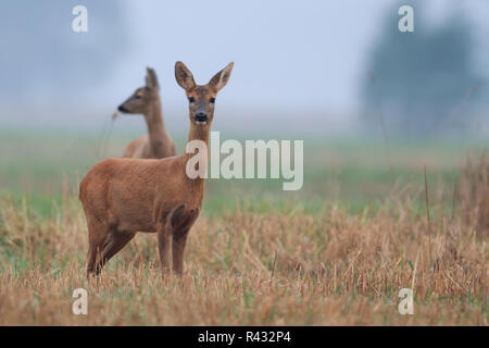 Roe-deer in the morning mist Stock Photo