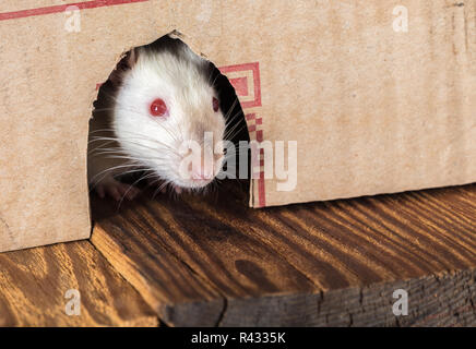 white rat peeking out of the box close-up Stock Photo