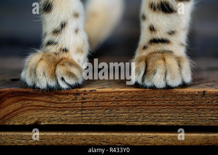 Close Up of Cat Paws while sitting on Table Stock Photo