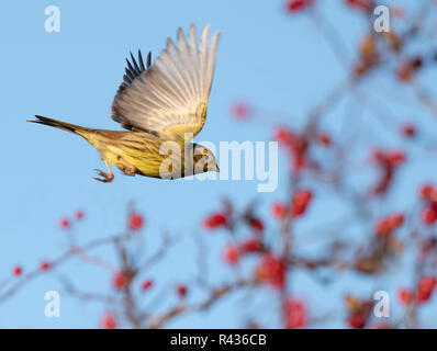 A Yellowhammer (Emberiza citrinella) in flight amongst red Hawthorn berries, Norfolk Stock Photo