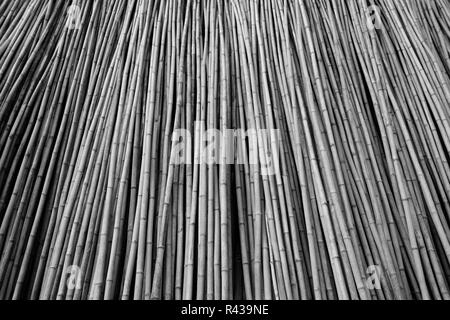 Group of long cut bamboo stalks standing vertical and used for making ladders and scaffolding in Jaipur, Rajasthan, India. Stock Photo