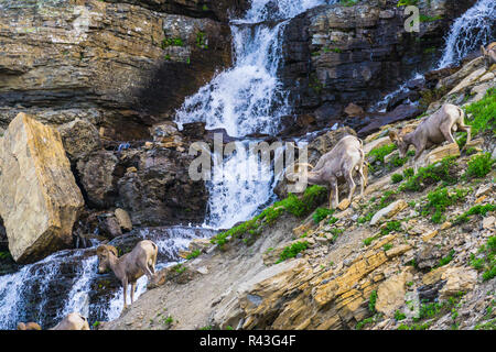 group of big horn sheep at Glacier national park,Montana,usa. Stock Photo