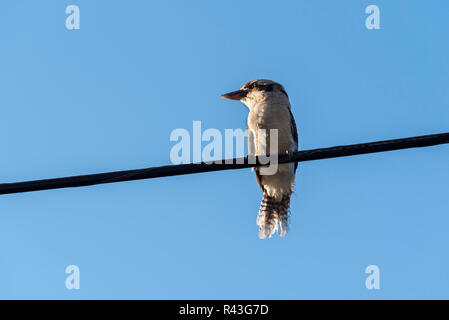 A Laughing Kookaburra (Dacelo novaeguineae) on an electrical wire is a native Australian carnivorous bird Stock Photo