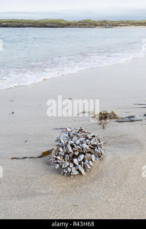 Gooseneck or goose barnacles - lepas anatifera - washed up on beach - Breckon Sands, Yell, Shetland, Scotland, uk