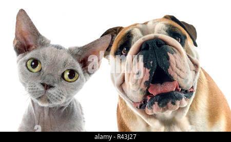 english bulldog and devon rex Stock Photo