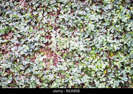 Green leaves climbing on the wall Stock Photo