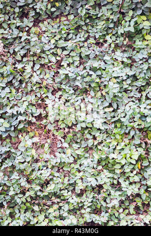 Green leaves climbing on the wall Stock Photo