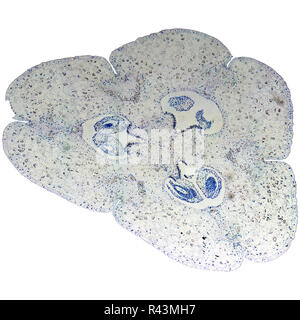 Lily ovary micrograph Stock Photo