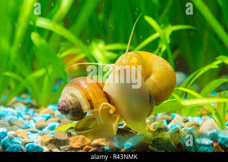 Two snails Ampularia yellow and brown striped eat algae on the walls of the aquarium Stock Photo