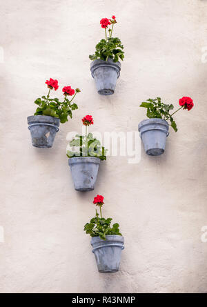 Geraniums in 5 blue flower pots on a white wall. Stock Photo