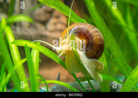 Ampularia snail crawling on a leaf aquarium plants Stock Photo