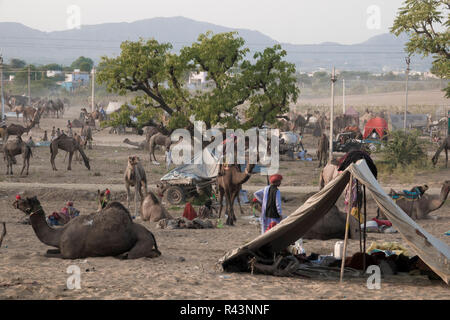 Scene at the Pushkar livestock festival in Rajasthan, India Stock Photo