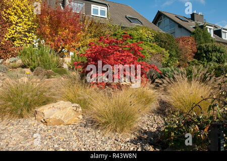 acer palmatum,fountain grass rockery Stock Photo