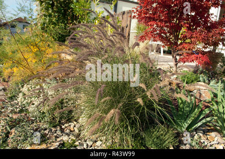 acer palmatum,fountain grass rockery Stock Photo