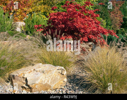acer palmatum,fountain grass rockery Stock Photo