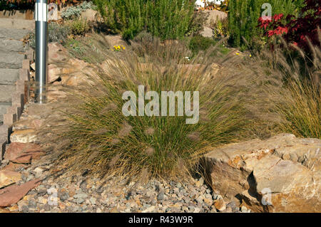 fountain grass,rockery Stock Photo