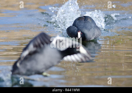 American Coot on the Attack Stock Photo