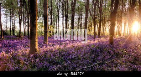 Bluebell forest alive at sunrise with sunlight and tree shadows covering the beautiful purple woodland flowers. extensive English bluebells in full bl