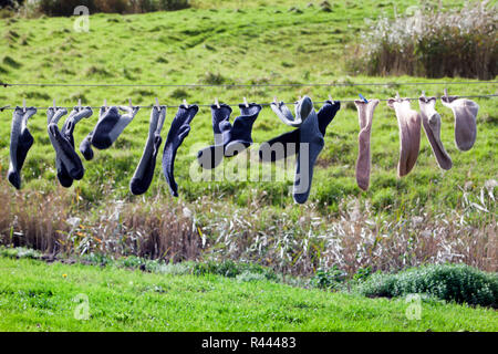 Clothesline with socks drying in the wind Stock Photo