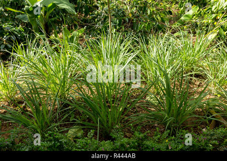 Lemongrass Garden Restaurant