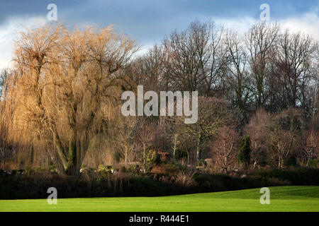 Weeping willow in winter landscape Stock Photo