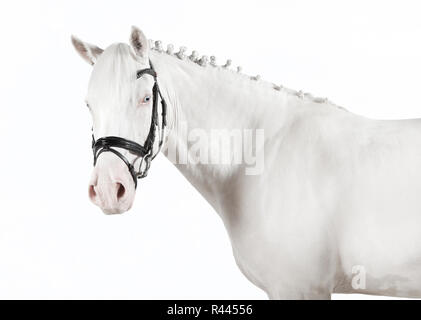 isolated white pony Stock Photo