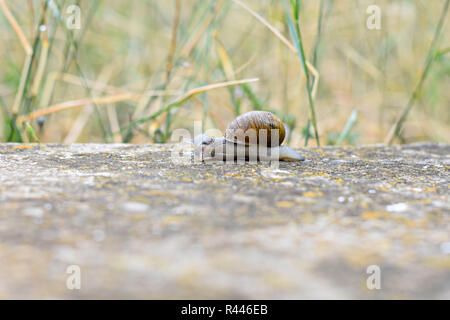 Closeup of curious snail crawling on concrete/ Bright brown spiral snail on a rainy day Stock Photo