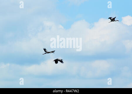 birds flying on blue sky / three of asian openbill or stork asian white openbill bird flying on sky to find food Stock Photo