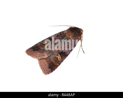 Purple clay moth Diarsia brunnea isolated on white background Stock Photo