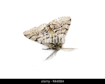 Male of the pale brindled beauty moth  Phigalia pilosaria isolated on white background Stock Photo