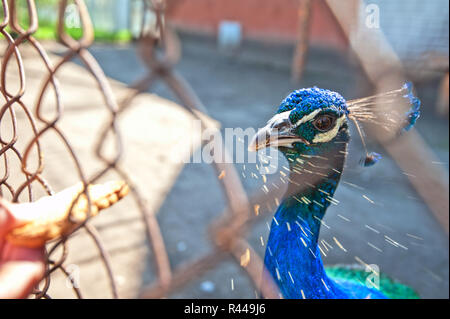 Human hand feeding peacock Stock Photo