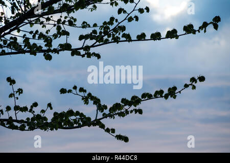 Soft Fluffy clouds near sunset over Lake Jindabyne and the mountains Stock Photo