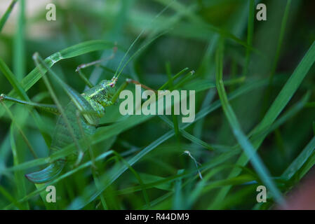 Speckled Bush Cricket Hiding In Grass. Stock Photo