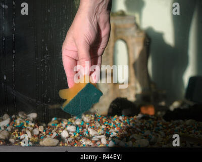 cleaning a fish tank glass Stock Photo