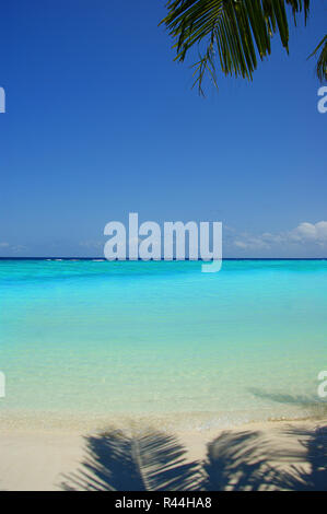 Island Paradise - Palm trees hanging over a sandy white beach with turquoise ocean. Palms Overhanging beach. Maldives stunning blue waters. Stock Photo