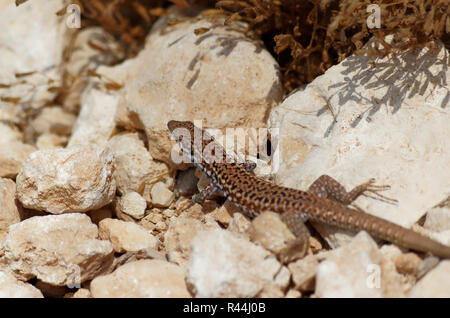 Common wall lizard basking on a stones. Photo is taken on Maltese island of Gozo Stock Photo