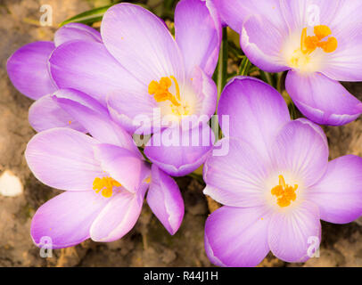 Purple Crocus Blossoms Stock Photo