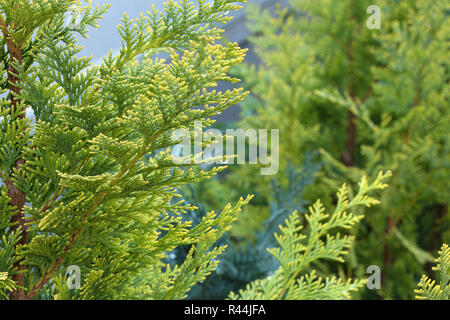 Lawson Cypress tree with water drops background, Lawson Cypress Tree wallpaper, Chamaecyparis lawsonian desktop wallpaper. Evergreen conifer, close up Stock Photo