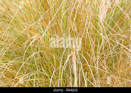 Reed stalks wallpaper. Grass straw background. Grass close up texture background. Stock Photo